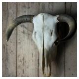 Bull Skull with Horns