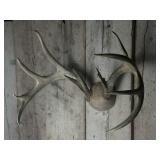 Whitetail Deer Antler European Mount