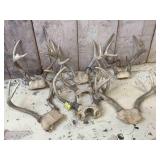 Seven Sets of Buck Antlers