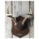 Mounted Pair of Deer Antlers