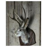 Jackalope Mount