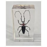 Preserved Red-Necked Longhorn Beetle In Lucite