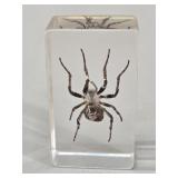 Real Giant Golden Orb Weaver Spider in Clear