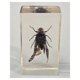 Exotic Red Cicada (Huechys sanguinea) in Crystal