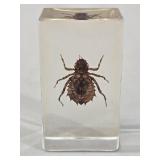 Real Dragonfly Nymph Specimen in Clear Resin Block