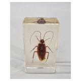 American Cockroach Entomology in Lucite