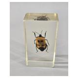 Real Man-Faced Stink Bug in Clear Lucite