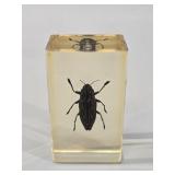 Striated Jewel Beetle Preserved in Lucite