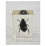 Great Water Beetle Resin Specimen in Lucite