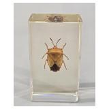 Gold Shield Bug Taxidermy Specimen in Lucite