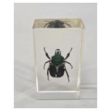 Exotic Green Flower Beetle in Lucite