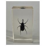 Bamboo Weevil in Resin Specimen