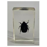 Scarab Beetle in Resin Specimen