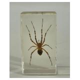 Wasp Spider Lucite Specimen