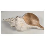 Massive 18.5' Florida Horse Conch Specimen