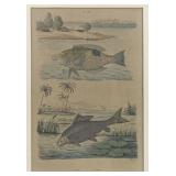 19th-C. Fish Engraving, Acarie-Baron & Pedretti