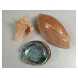 Large Specimen Melon, Queen Conch & Abalone Shells