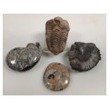 Four Fossil Specimens: Trilobite & Ammonites