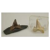 Fossilized Otodus Obliquus Shark Teeth