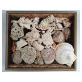 Vtg Sea Life Specimen Collection in Display Box