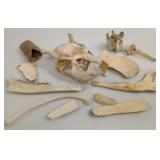 White-Tailed Deer Skull & Bones Collection