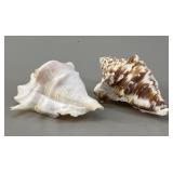2 Marine Gastropod Shells VTG