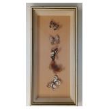 Vtg Butterfly Taxidermy Shadow Box
