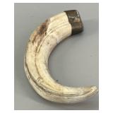 Antique Wild Boar Tusk with Brass Cap