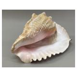 Large Natural Pink Queen Conch Shell
