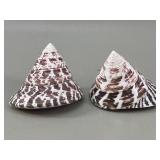 Pair of Polished Top Shells (Tectus Niloticus)