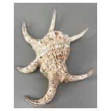 Natural History Specimen: Lambis Chiragra Shell