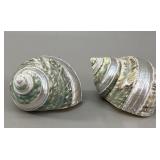 Pair of Polished Green Turbo Seashells,