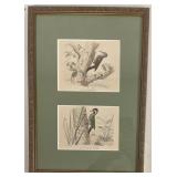 Two Edouard Travisï¿½s Woodpecker Engravings