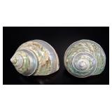 Philippines Shellcraft: Pair Polished Turbo Shells