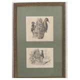 Framed Pair of 19th-C. Ornithological