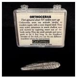 Orthoceras Fossil Specimen