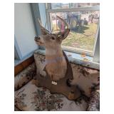 Taxidermy Deer Head Mount with Plaque