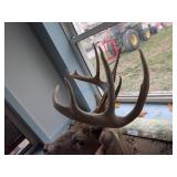 Taxidermy Whitetail Deer Mount with Antlers