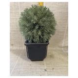 Artificial Plant in Pot
