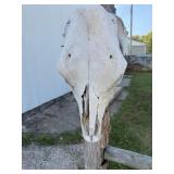 Cow Skulls