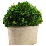 $96 Serene Spaces Living Preserved Boxwood Oval To