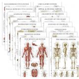 16 Pack - Anatomical Posters - Laminated - Muscula
