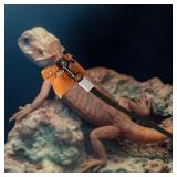 Bearded Dragon Harness and Leash Set, 3 Si