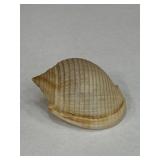 Vintage Scotch Bonnet Seashell