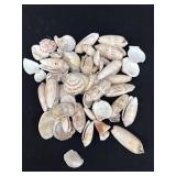 Lot of Old Seashells