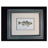 Framed Striped Bass Rockfish Print