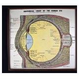 1964 Morris Anatomical Chart of Human Eye- Framed