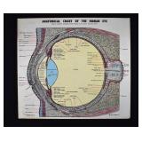 1964 Morris Anatomical Chart of Human Eye
