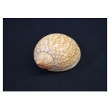Partridge Tun (Tonna Perdix) Seashell Shell