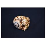 Medium Noble Volute Seashell Shell